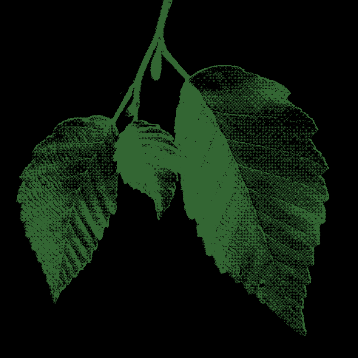 Red Alder leaves, dithered to within an inch of their lives