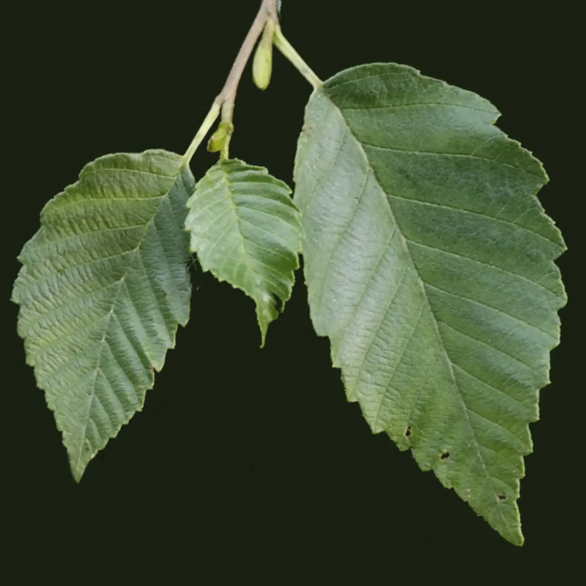 Image: leaves of the Red Alder tree