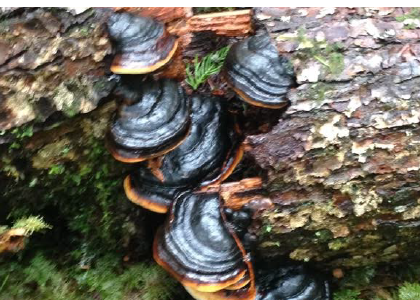 closeup of fungi on a log