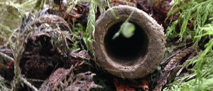 a closeup of a small hollow log
