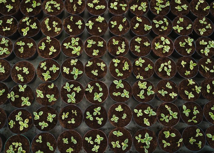 Aerial shot of a grid of seedlings in pots. Photo by Tima Miroshnichenko.